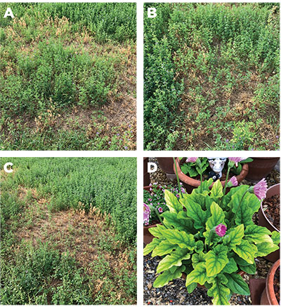 Figures 03A–D: Photograph showing examples of submitted photos. A, B, and C: Phymatotrichum root rot on alfalfa. D: Iron deficiency in Gerbera sp.