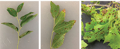 Figure 04: Photograph showing examples of proper sample submissions of leaf spot.