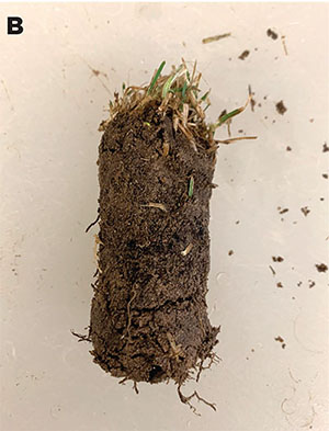 Figure 06: Photograph showing examples of turf submission.