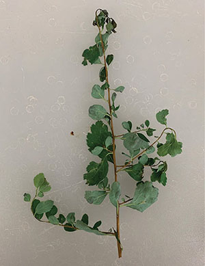 Figure 05: Photograph showing sample of branch section.