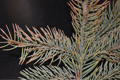 Fig. 01: Photograph of discolored needles on a blue spruce infected with Rhizosphaera needle cast.