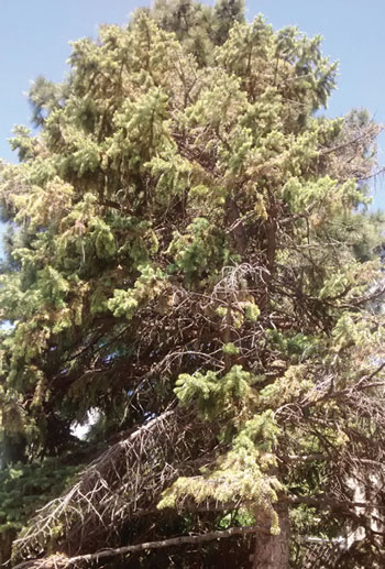 Rhizosphaera Needle Cast Disease of Blue Spruce New Mexico State