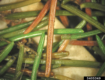 Fig. 03: Photograph of Pycnidia (black fruiting bodies) of Rhizosphaera kalkhoffi on an infected blue spruce needle.