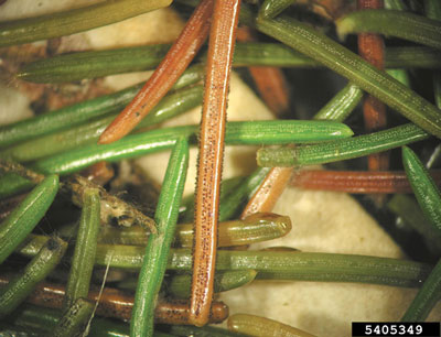 Rhizosphaera Needle Cast Disease of Blue Spruce New Mexico State