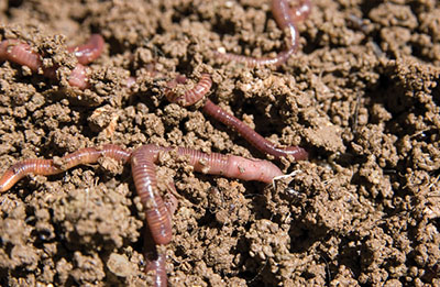 Vermicomposting  New Mexico State University - BE BOLD. Shape the