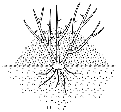 Prune Out Damaged Rose Stems  The Art & Science of Gardening