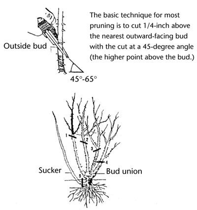 Fig. 5: Numbered illustration showing proper technique for pruning large branches/limbs. 