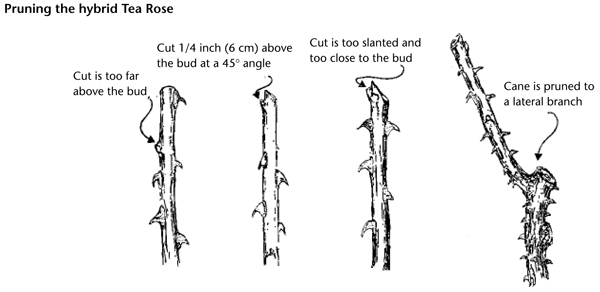 Fig. 6: Numbered illustration showing proper technique for cutting V-shaped crotches. 