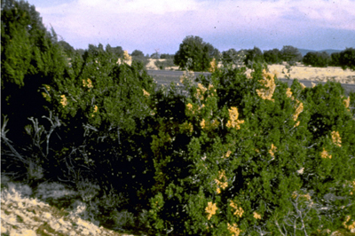 Fig. 1: Photograph of a stand of junipers, some with brown foliage caused by juniper twig pruner infestation and damage. 