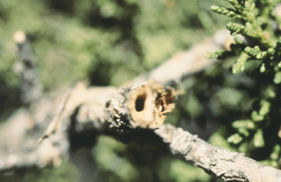 Fig. 2: Photograph of hole in the pith of a juniper branch caused by juniper twig pruner. 
