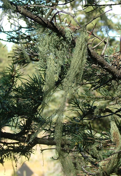 Fig. 1: Photograph of leaf-like lichen lobes on a conifer. 