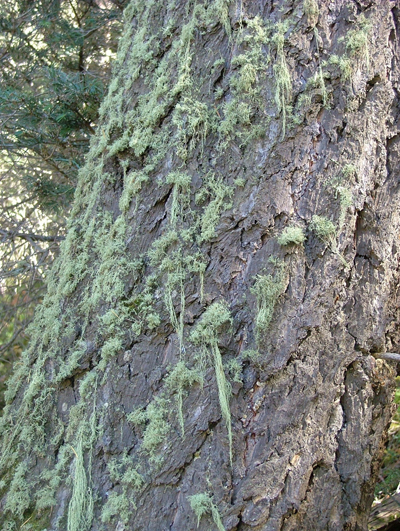 Fig. 3: Photograph of hair-like lichen growing on the bark of a conifer. 