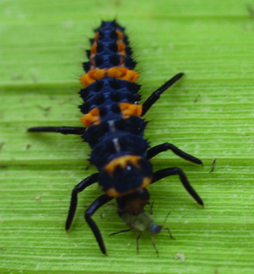 Fig. 1: Photograph of ladybeetle larva.