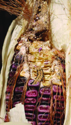 Fig. 2: Photograph of corn ears infested with corn earworm.