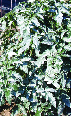 Fig. 3: Photograph of a tomato plant treated with kaolin clay.