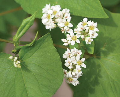 Fig. 03: Photograph of buckwheat flowers and leaves.