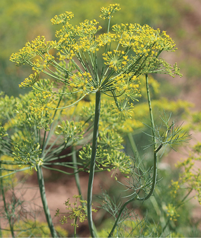 Fig. 04: Photograph of dill flowers.
