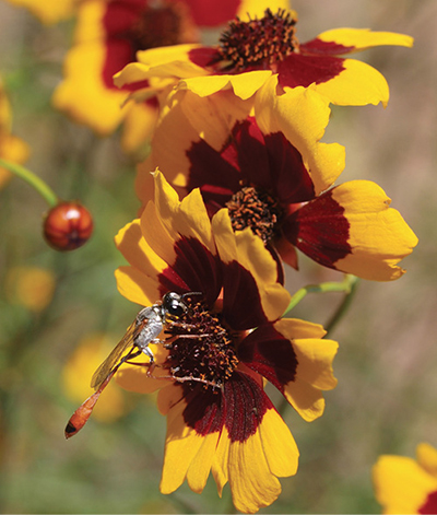 Fig. 05: Photograph of plains coreopsis flowers and a parasitic wasp.