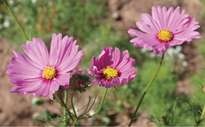 Fig. 06: Photograph of garden cosmos flowers.