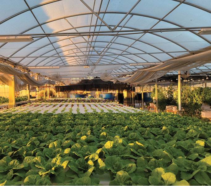 Figure 1. Example of a raft-based aquaponic system with fish tanks in the background. Photo courtesy of R.C. Shultz, Santa Fe Community College.