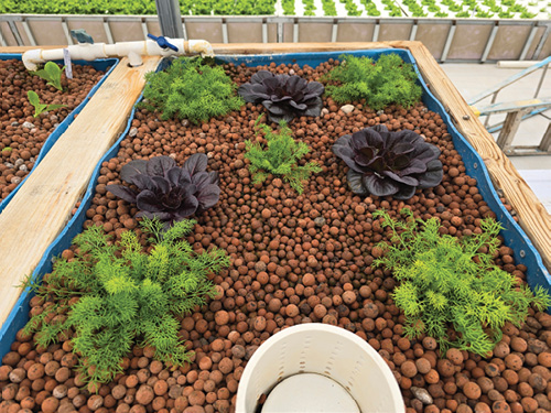 Example of a media-based aquaponic system.