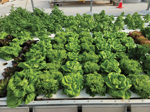 Aquaponic vegetable bed.