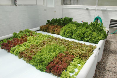 Fig. 3: Photograph of an aquaponic vegetable bed. 