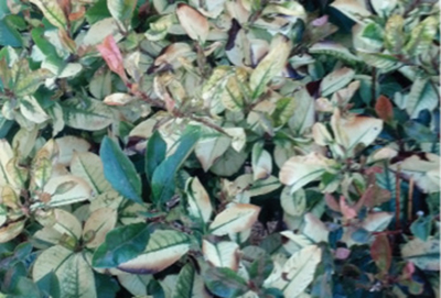 Photograph of whitening of the foliage caused by severe iron deficiency on photinia.