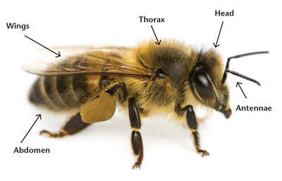 Fig. 01: Photograph of a bee showing the basic parts of an insect body.