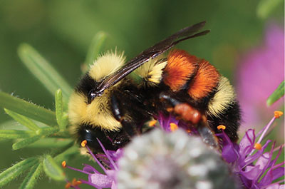 Fig. 02A: Photograph of a bumble bee.