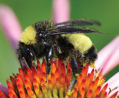 Fig. 02B: Photograph of a bumble bee.