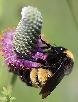 Fig. 02C: Photograph of a bumble bee.
