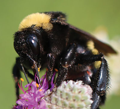 Fig. 02D: Photograph of a bumble bee.