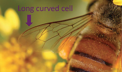 Fig. 03A: Photograph of a honey bee wing showing distinct long curved cell at wing tip.
