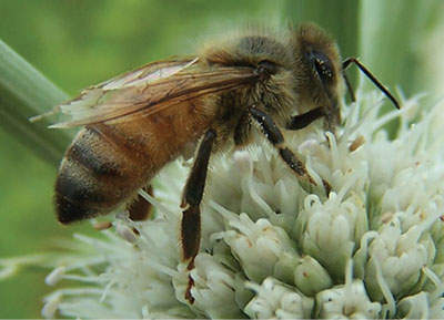 Fig. 03B: Photograph of a honey bee.