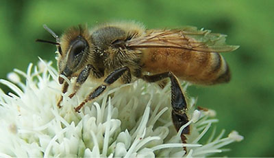Fig. 03C: Photograph of a honey bee.