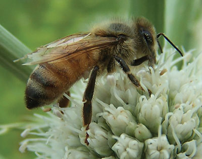 Fig. 04A: Photograph of a honey bee.