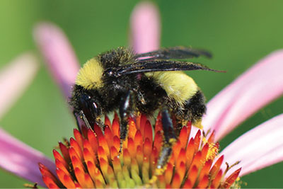 Fig. 04B: Photograph of a bumble bee.