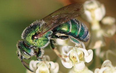 Fig. 05A: Photograph of a green bee with solid green abdomen.