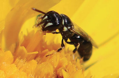 Fig. 06B: Photograph of a Hylaeus sp. bee.