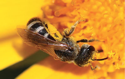 Fig. 06D: Photograph of a Halictus sp. bee.