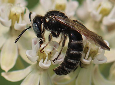 Fig. 06E: Photograph of a Hylaeus sp. bee.