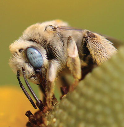 Fig. 07E: Photograph of an Anthophora sp. bee.