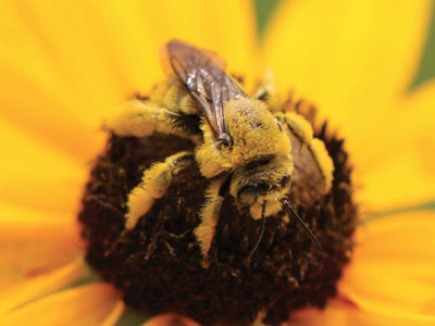 Fig. 07G: Photograph of a large bee from the family Apidae.