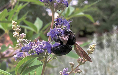 Fig. 07I: Photograph of a carpenter bee.