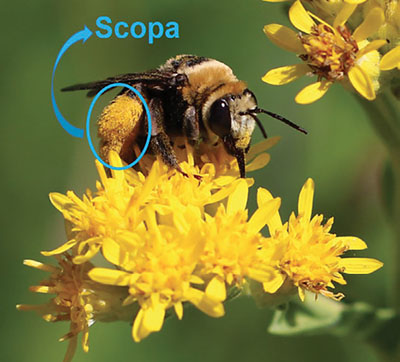 Fig. 08A: Photograph of a large bee showing its scopa.