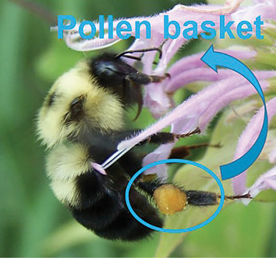 Fig. 08B: Photograph of a bumble bee showing its pollen basket.