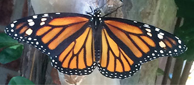 Fig. 09A: Photograph of a female monarch butterfly.