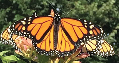 Fig. 09B: Photograph of a male monarch butterfly.