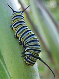 Fig. 09C: Photograph of a monarch caterpillar.